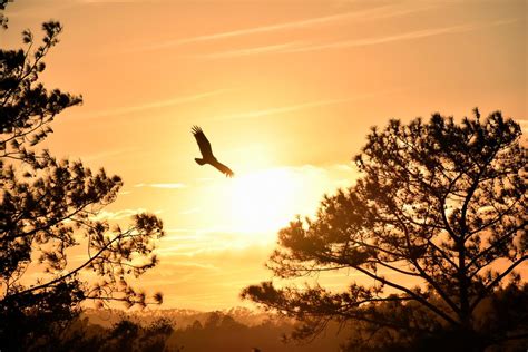 動物靈性是什麼|力量動物：帶你找回失落的靈性、快樂與勇氣的智慧守。